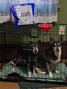 Doggos